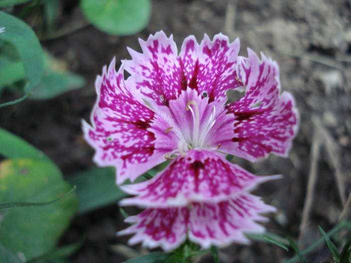 Dianthus chinensis (2009, July 10) - Dianthus Chinensis