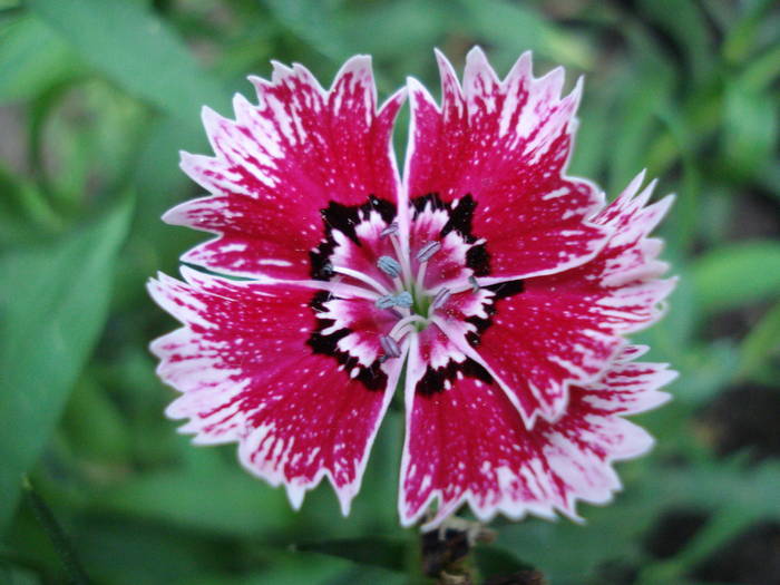 Dianthus chinensis (2009, July 10) - Dianthus Chinensis