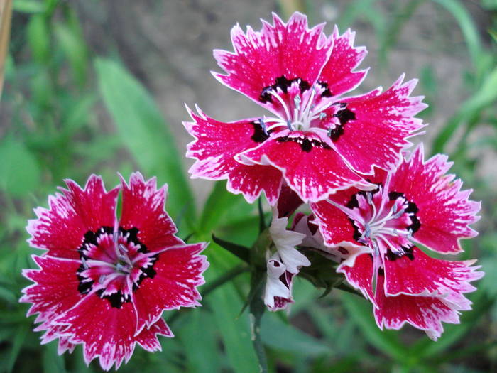 Dianthus chinensis (2009, July 10) - Dianthus Chinensis