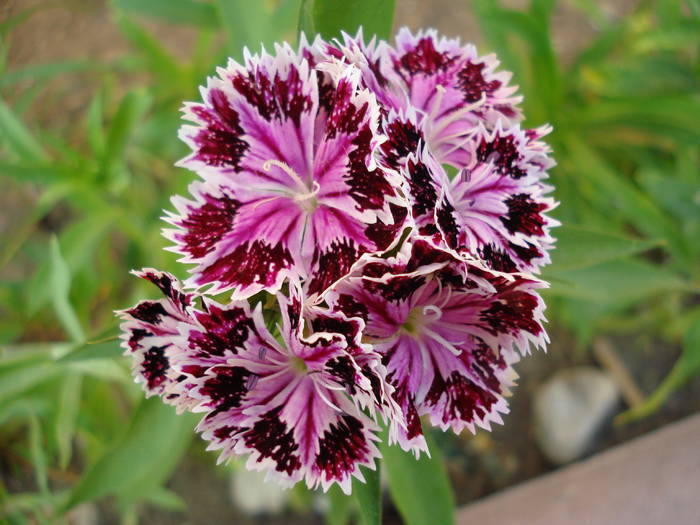 Dianthus chinensis (2009, July 10) - Dianthus Chinensis