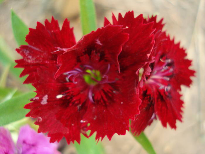 Dianthus chinensis (2009, August 04)