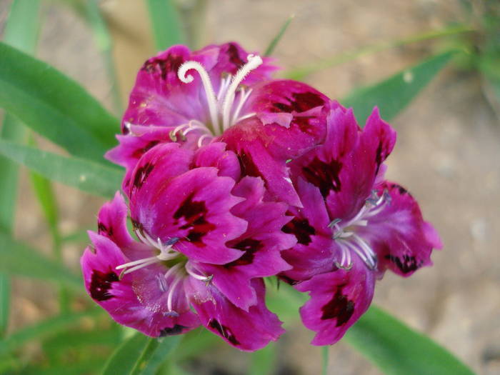 Dianthus chinensis (2009, August 04)