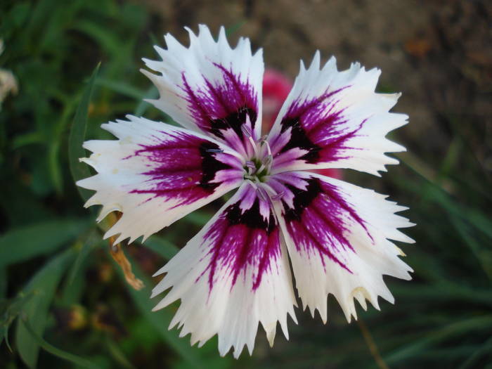 Dianthus chinensis (2009, August 04)