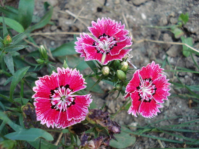 Dianthus chinensis (2009, August 04)