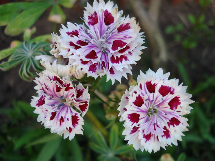 Dianthus chinensis (2009, August 04)