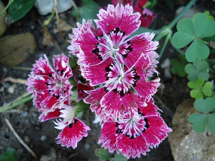 Dianthus chinensis (2009, August 11)