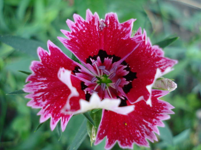 Dianthus chinensis (2009, August 11)