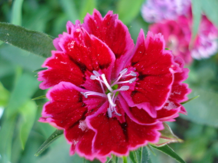 Dianthus chinensis (2009, September 04)