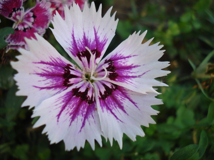 Dianthus chinensis (2009, September 04)