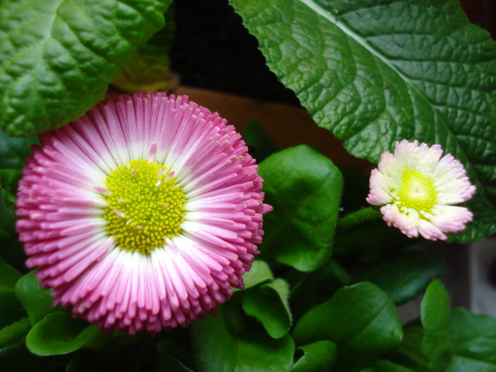 Bellis perennis (2010, March 17) - BELLIS Perennis