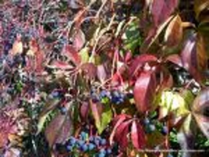 SLCAMQS7T7CA9WH26HCA9FN86JCAKDWO0WCA8G1ANVCAT3JYLRCA40GVPOCA3PTVOSCAJ6VDGCCAF2RUEDCABRP4T5CA4ZMQWYCA