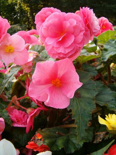 Begonia_x_tuberhybrida_1005Pink2 - flori