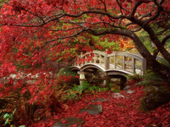 Japanese Garden, Royal Roads University, British Columbia pictures