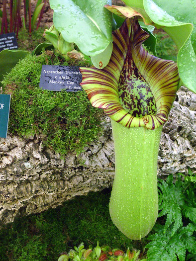 monkey-cup-pitcher-plant - Garden