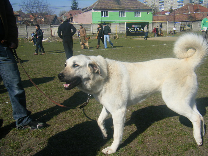 Picture 076 - kangal