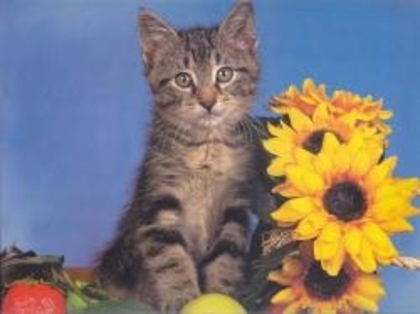 sunflowerkitty - animalul meu preferat