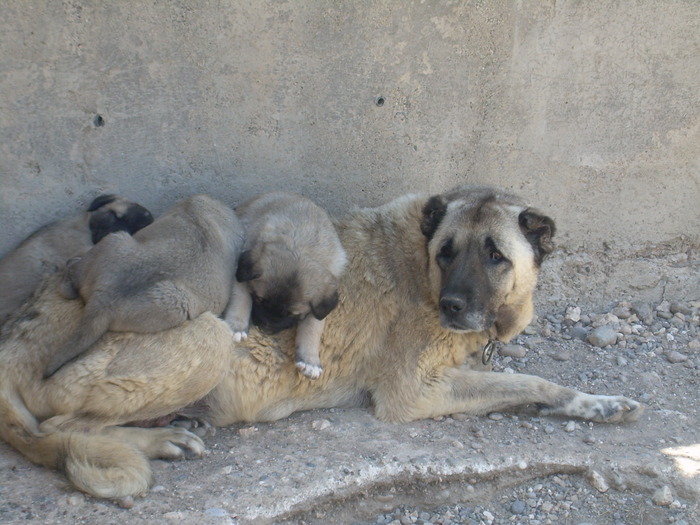 DSCN1837 - kangal