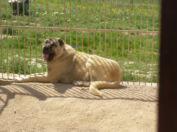 DSCN1829 - kangal