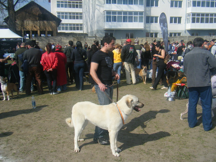 Picture 086 - kangal