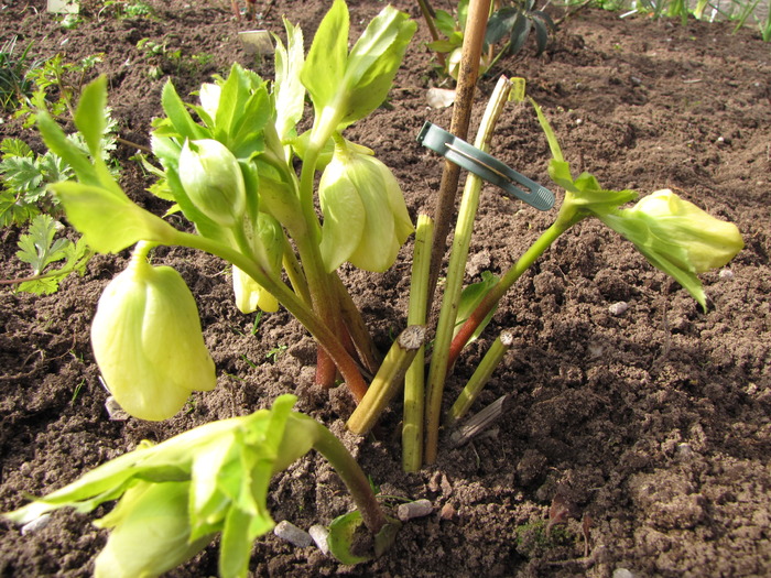 Helleborus Orientalis 17 mart 2010