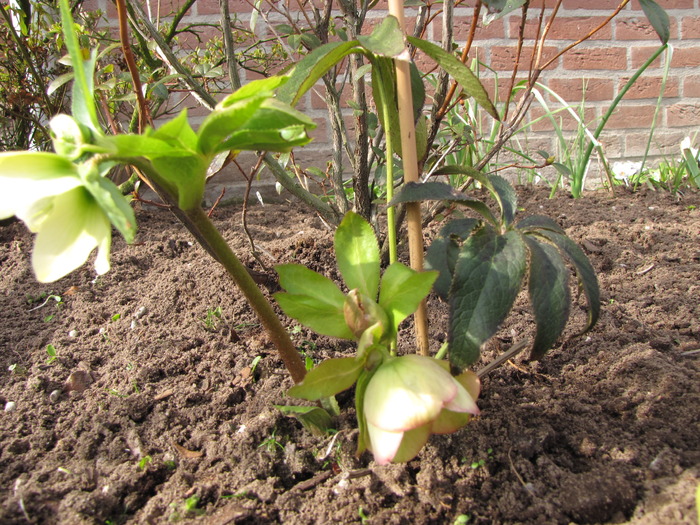 Helleborus Orientalis Ballard 17 mart 2010