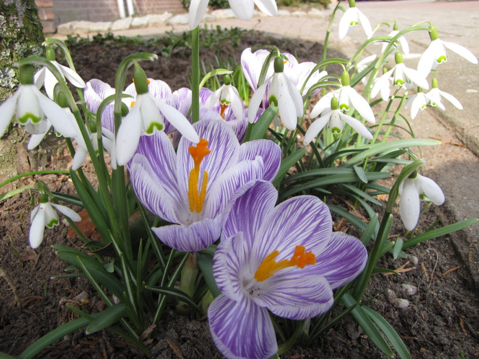 Crocusi & ghiocei 17 mart 2010 (1) - crocus - branduse