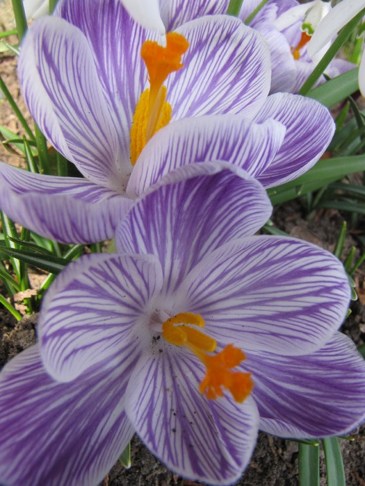 Crocusi 17 mart 2010 (2) - crocus - branduse