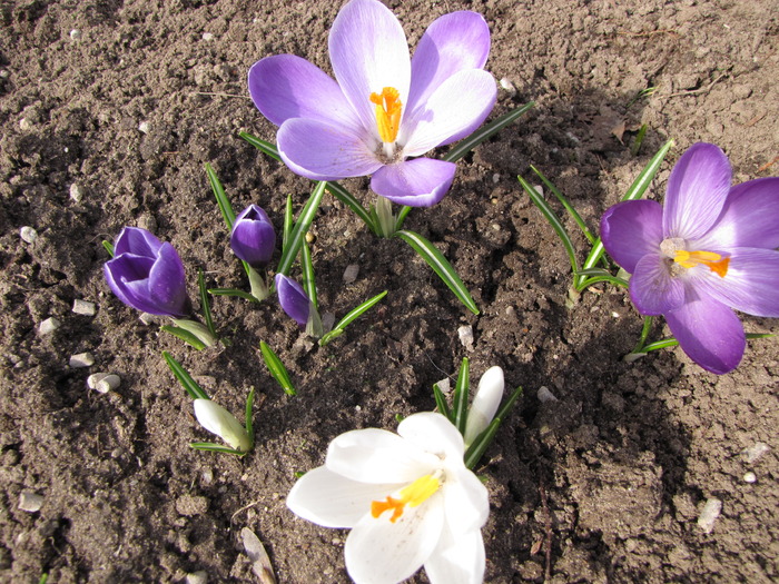 Crocusi 17 mart 2010 (3) - crocus - branduse