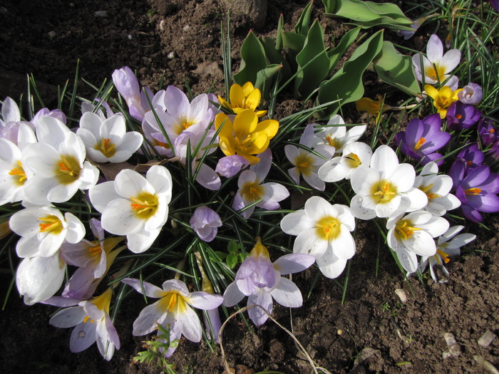 Crocusi 17 mart 2010 (5) - crocus - branduse