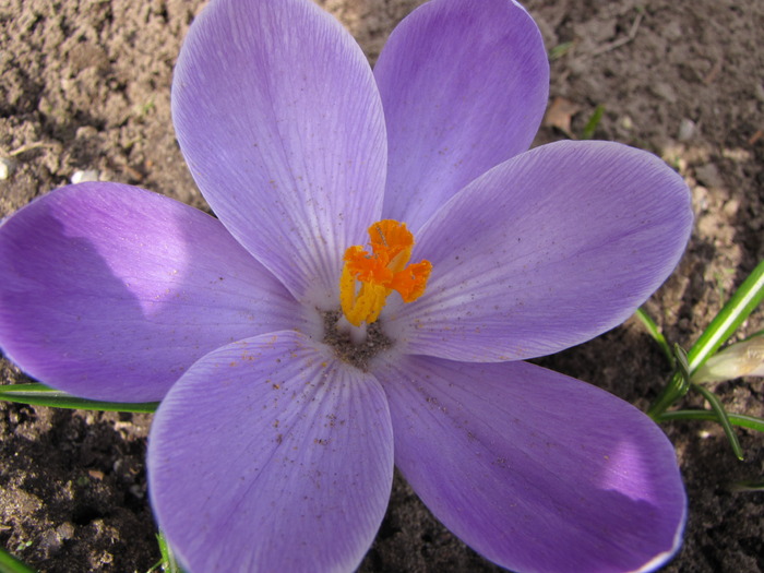 Crocusi 17 mart 2010 (8) - crocus - branduse