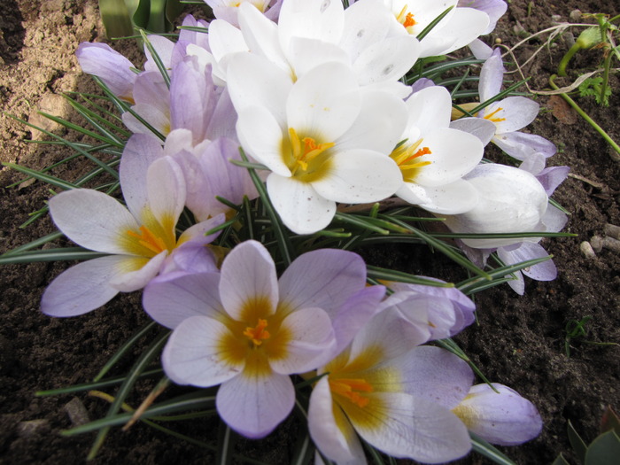 Crocusi 17 mart 2010 (9) - crocus - branduse