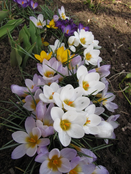 Crocusi 17 mart 2010 (10) - crocus - branduse