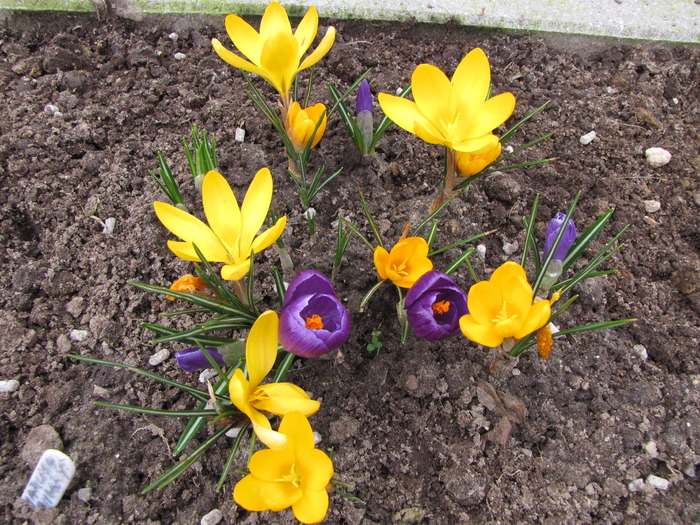 Crocusi 17 mart 2010 (11) - crocus - branduse