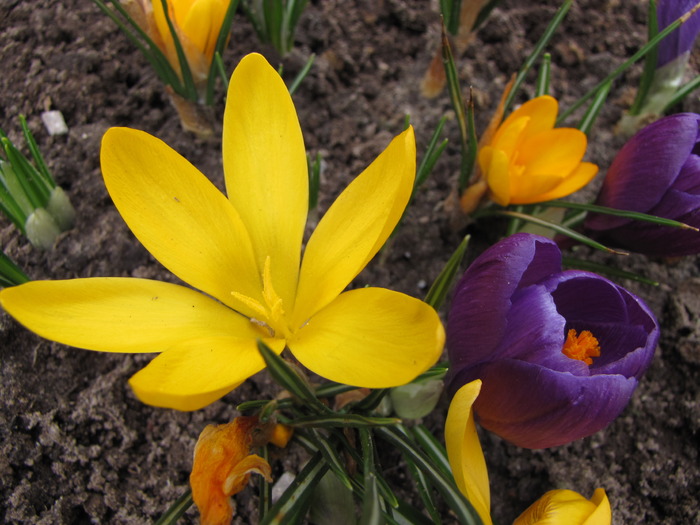 Crocusi 17 mart 2010 (12) - crocus - branduse