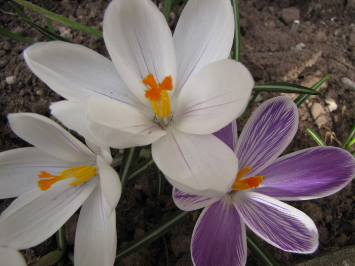 Crocusi 17 mart 2010 (13) - crocus - branduse