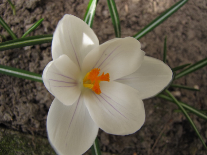 Crocusi 17 mart 2010 (14) - crocus - branduse