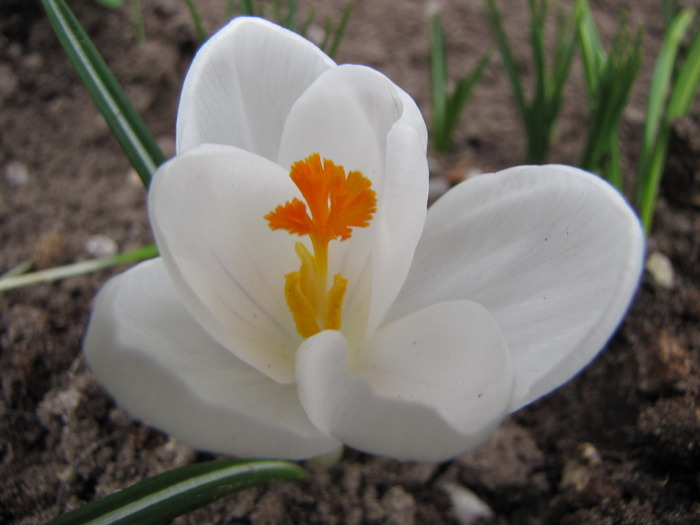 Crocusi 17 mart 2010 (15) - crocus - branduse