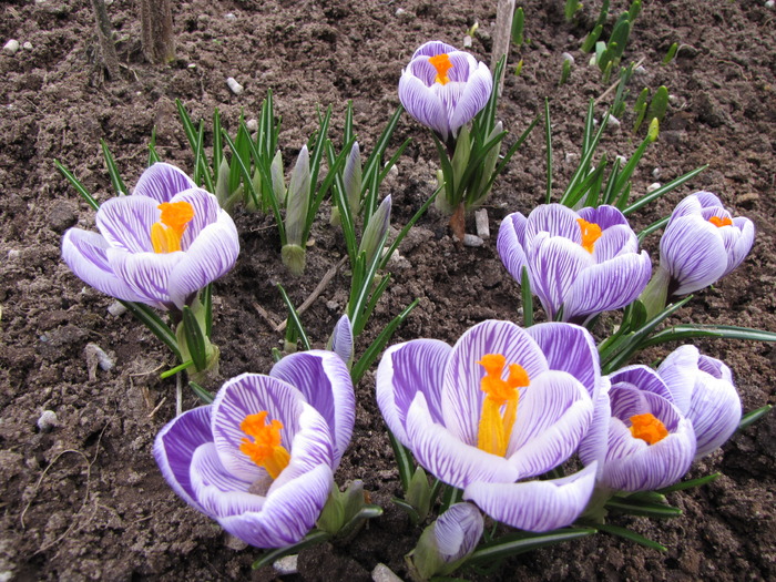 Crocusi 17 mart 2010 (16) - crocus - branduse