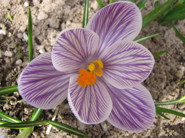 Crocusi 17 mart 2010 (17) - crocus - branduse