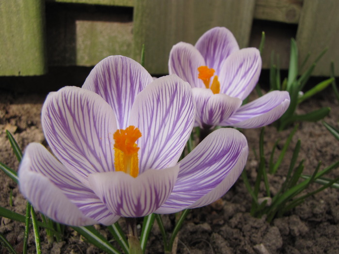 Crocusi 17 mart 2010 (18) - crocus - branduse