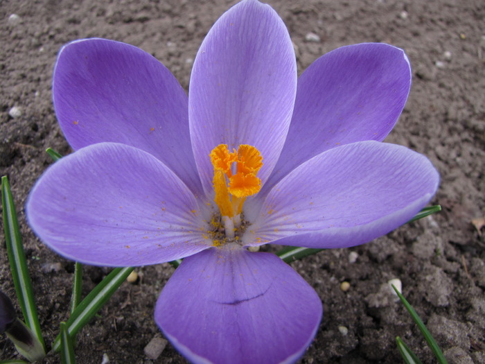 Crocusi 17 mart 2010 (19) - crocus - branduse