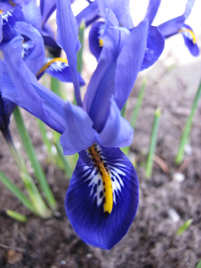 Iris Reticulata 17 mart 2010 (3) - irisi