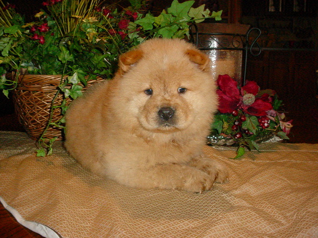 august_2nd_2009_chow_chow_puppies_053.222111245_std - rasa mea preferata de caini