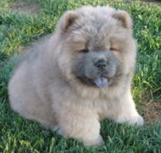 chow_chow_01_puppies_for_sale - rasa mea preferata de caini