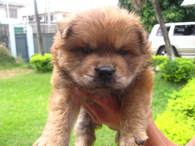 pure-chow-chow-puppi-530029046