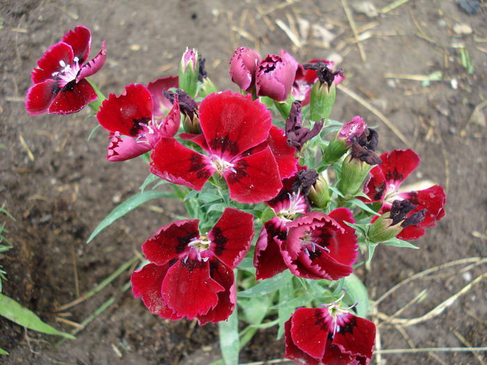 Dianthus deltoides (2009, June 12)