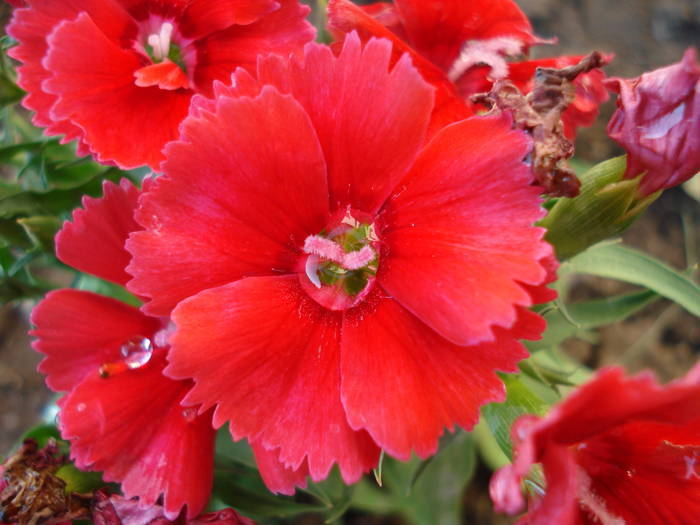 Garofite de stanca (2009, June 13) - Dianthus Deltoides