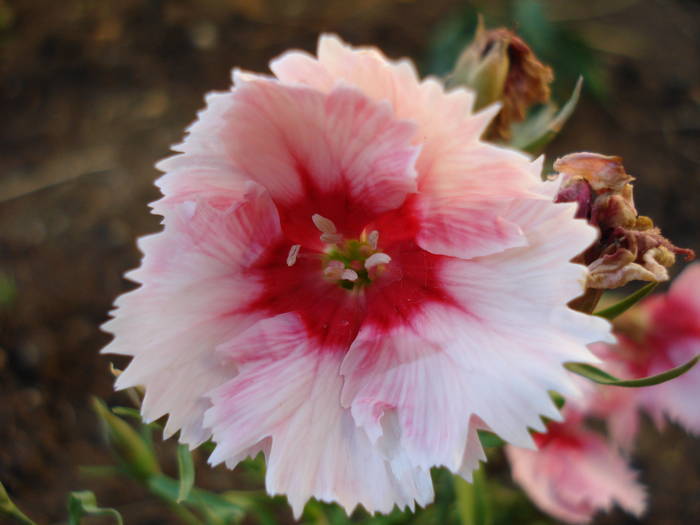 Garofite de stanca (2009, June 13) - Dianthus Deltoides