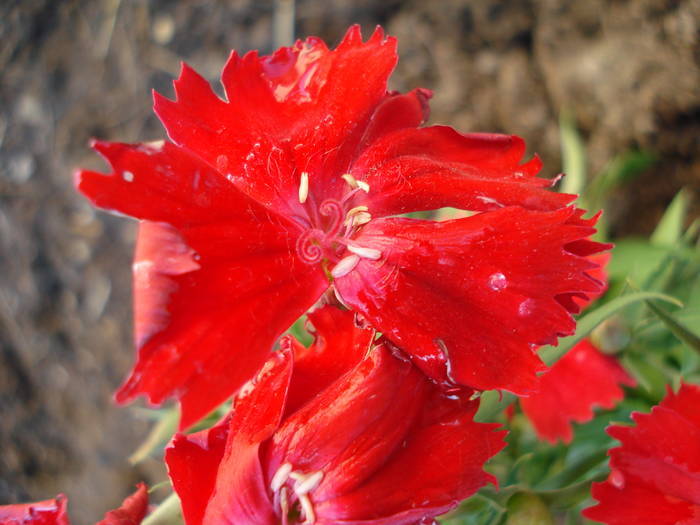 Dianthus deltoides (2009, June 13)