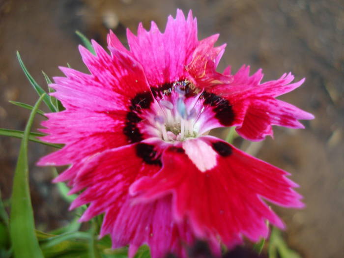 Dianthus deltoides (2009, June 14)